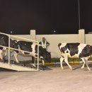 작전목장 이미지