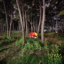 소나무캠핑 이미지