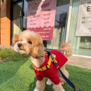 살롱드 오픈주 | 인천 청라 애견미용 살롱드주 말티푸 피어프리 미용샵 믿고 맡길 수 있는 곳