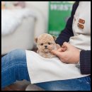 유앤미펫 강아지분양 고양이분양 위례점 이미지