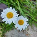 다리골가든 이미지