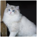 랙돌캐터리 알렉산더돌스 이미지