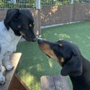 네버슬립독 이미지