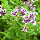 쿠페아 라베아 '비엔코 라벤더' 이미지