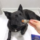 포테이토 독 이미지