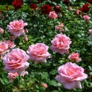 장미공원B 이미지