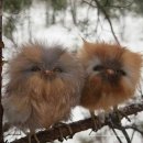 Baby Owls!!! 이미지