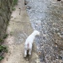 도그매니져 | 경기도 애견동반 계곡 ‘장흥 도깨비방망이’ 두번째 방문 후기