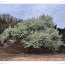 등뼈감자탕 이미지