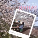평지교 | 벚꽃축제명소: 진해벚꽃축제🌸진해군항제 사진 명소 꿀팁, 7년만에 재방문 후기