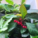 고경초등학교 이미지