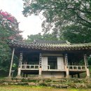 담양 명옥헌(鳴玉軒) 원림 배롱나무 꽃 이미지