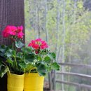 냅킨 아트 화분 만들기 이미지