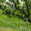 수림농장 이미지