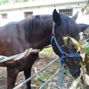 가가홀스 이미지