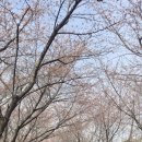 하남천 Daum카페