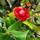 꽃에 반하다 이미지