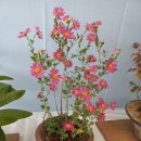 고운초등학교 이미지