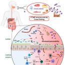 글루텐과 잘 반응하는 식품첨가제 mTG(Microbial transglutaminase)가 무엇일까? 이미지