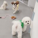 조이풀독 이미지