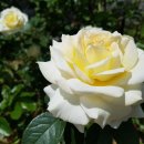 장미도서관 이미지