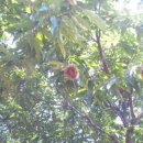 공주 밤나무골 황토집 | 1박2일 부여, 롯데부여리조트, 공주 정안밤 줍기 - 궁남지, 부여정림사지 5층석탑, 롯데부여리조트...