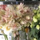 정우꽃flower