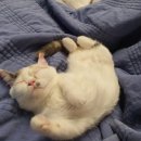 에이스영어 이미지