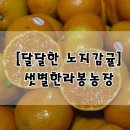 김종우 농장 | 달달한 노지감귤, 샛별한라봉농장 :: 맛있는 감귤 파는곳 추천!!