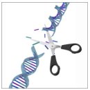 [바이오토픽] CRISPR 인간 생식계열 조작 - 전세계 전문가들의 의견 이미지