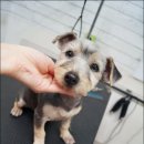 빠박이 애견미용 이미지