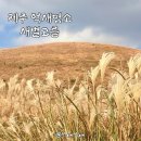 새별오름 | 제주 새별오름 억새명소 가을겨울 방문후기