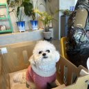 모리네 | 청주 애견카페 추천 모리네집 방문 후기