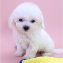 김제강아지 | 김제강아지 미니비숑 분양, 대전 동양 애견에서 만난 특별한 인연