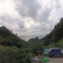 울릉벚꽃 이미지