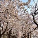 논현로28길(벚꽃길) 네이버블로그