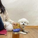 하남애견