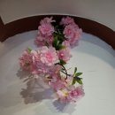 세종 오즈 이미지