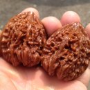 귀족호도 이미지