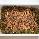 성병준 | [XSMALL] 산양산삼 산앤삼 - 못난이 산양산삼 5-6년근 구입 후기