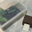 은신처 | [렙틱] 크레스티드 게코 미니멀 습식 은신처 사용 후기