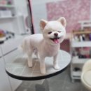 댕댕이모 이미지