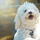 레알피부전문동물병원 이미지