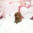 빛고을애견샵 이미지