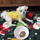 밸런스독 | [체험단] 이즈칸 신제품 독 어덜트 밸런스 체험 후기