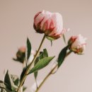 빌리버튼 이미지
