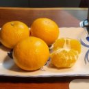 하귤과보리 이미지