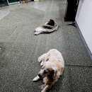 도그밥상 네이버블로그