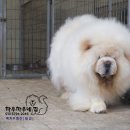 차우차우