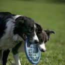 동물을 사랑하는 사람들 이미지